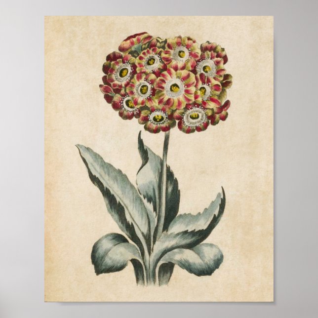 Impresión de Aurícula Floral Botánica Vintage (Frente)