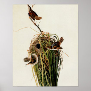 Impresión de ave de Carricero de Audubon