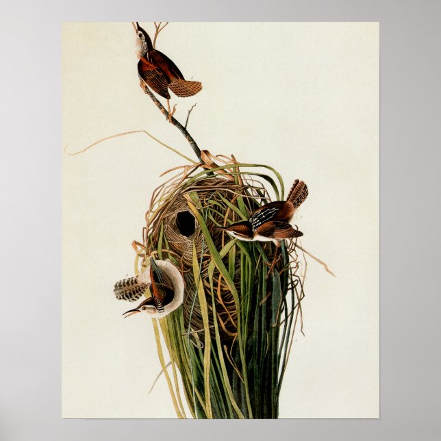Impresión de ave de Carricero de Audubon (Frente)
