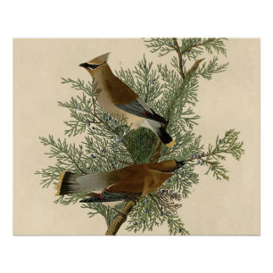 Impresión de ave de John James Audubon Cedar Waxwi