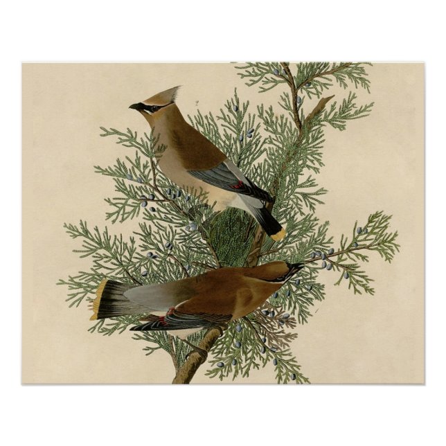 Impresión de ave de John James Audubon Cedar Waxwi (Anverso)
