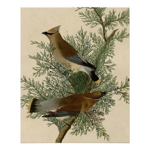 Impresión de ave de John James Audubon Cedar Waxwi