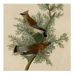 Impresión de ave de John James Audubon Cedar Waxwi