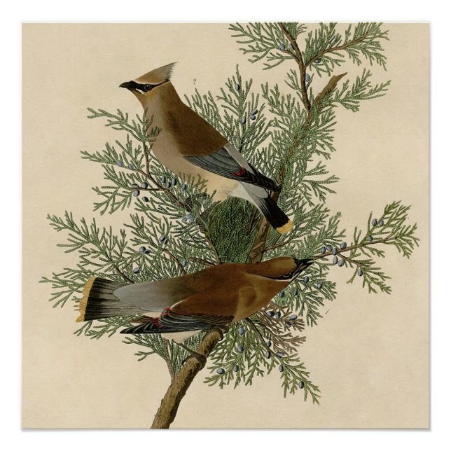 Impresión de ave de John James Audubon Cedar Waxwi (Anverso)