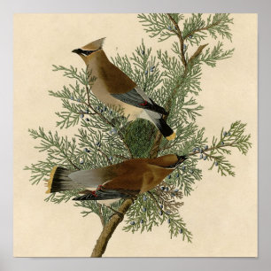Impresión de ave de John James Audubon Cedar Waxwi