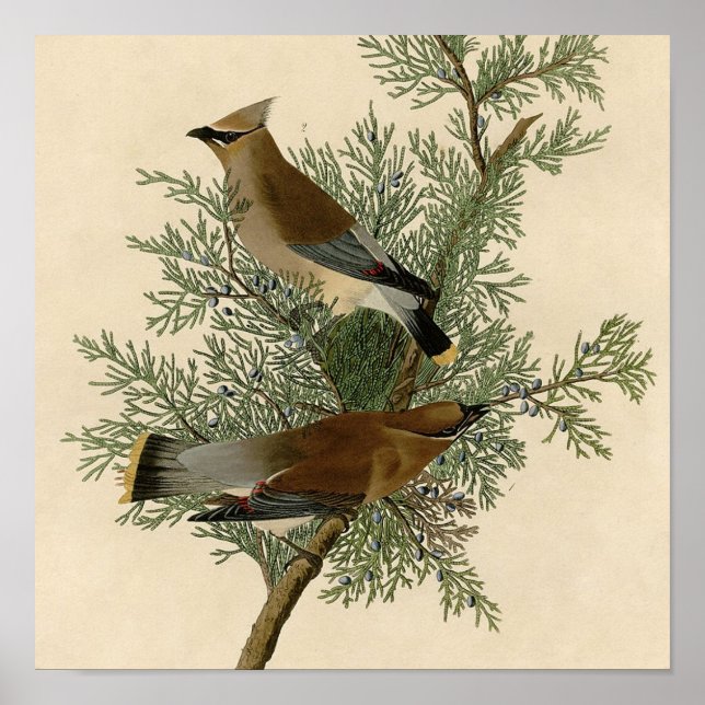 Impresión de ave de John James Audubon Cedar Waxwi (Frente)