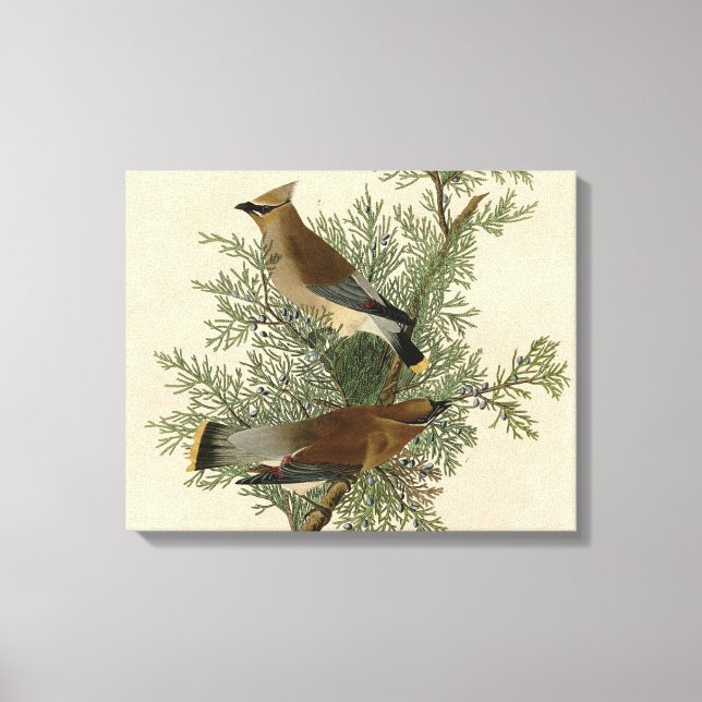 Impresión de ave de John James Audubon Cedar Waxwi (Anverso)