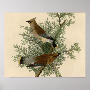 Impresión de ave de John James Audubon Cedar Waxwi