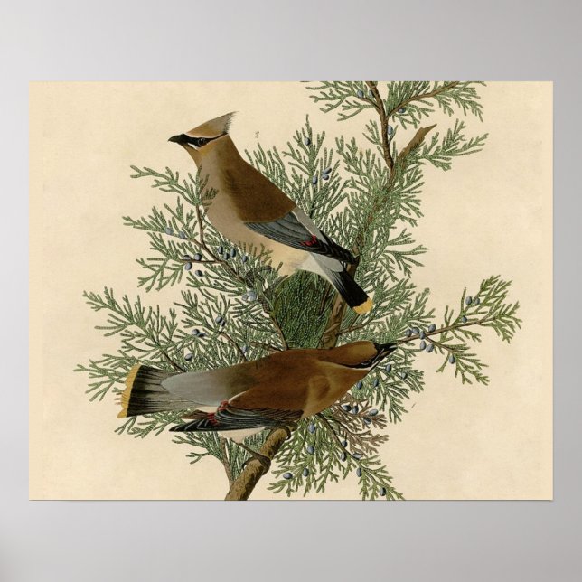 Impresión de ave de John James Audubon Cedar Waxwi (Frente)