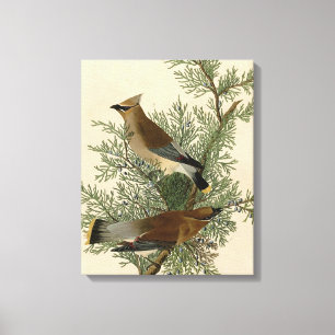 Impresión de ave de John James Audubon Cedar Waxwi