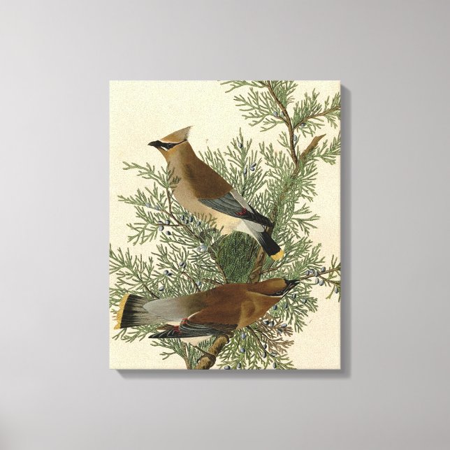 Impresión de ave de John James Audubon Cedar Waxwi (Anverso)