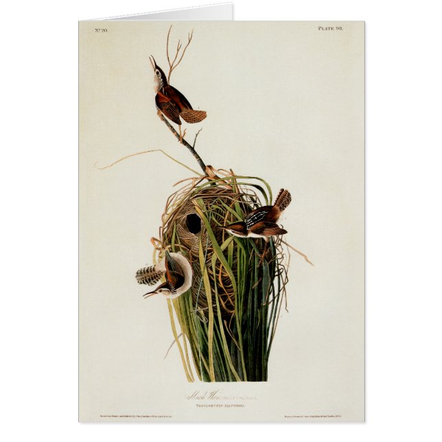 Impresión de ave de John James Audubon Marsh Wren (Frente)