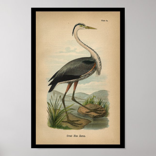 Impresión de aves 1890 Gran Perón Azul (Frente)