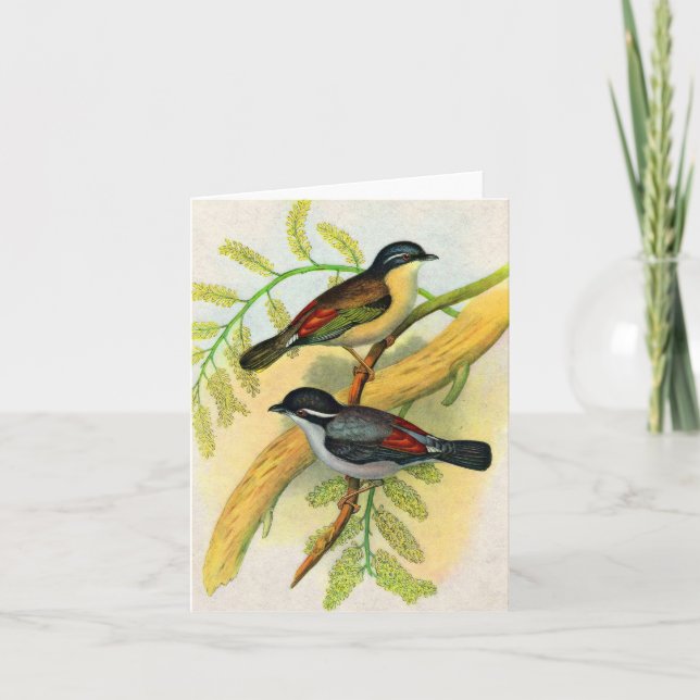 impresión de aves de bonito (Anverso)