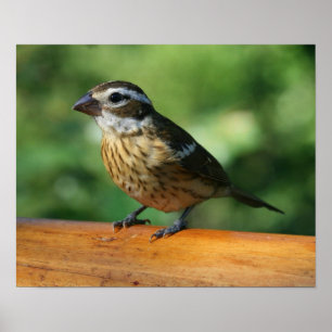 Impresión de aves de Grosbeak con pecho Rosa