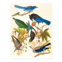 Impresión de aves vintage