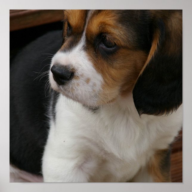 Impresión de beagle Pup (Frente)