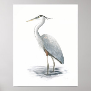 Impresión de Bella Artes de garza azul