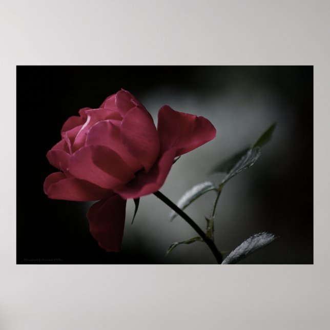 Impresión de belleza de amor (Frente)