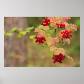 Impresión de berries de otoño