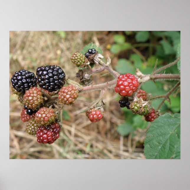 Impresión de Blackberry Bonanza (Frente)