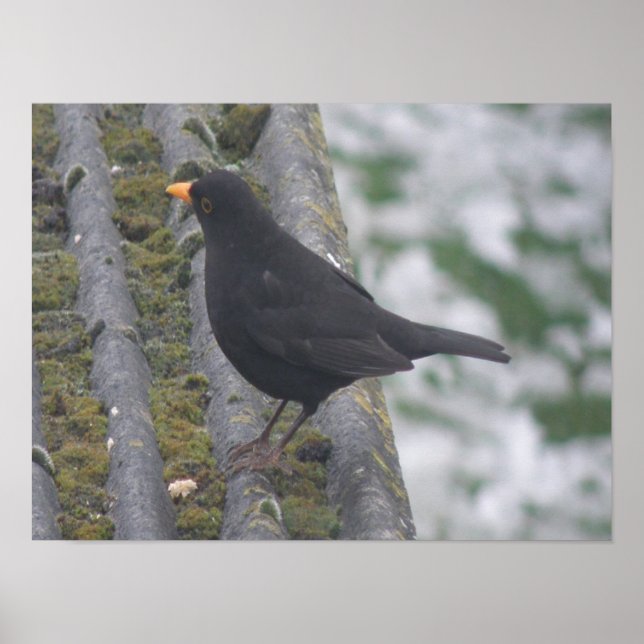 Impresión de Blackbird (Frente)