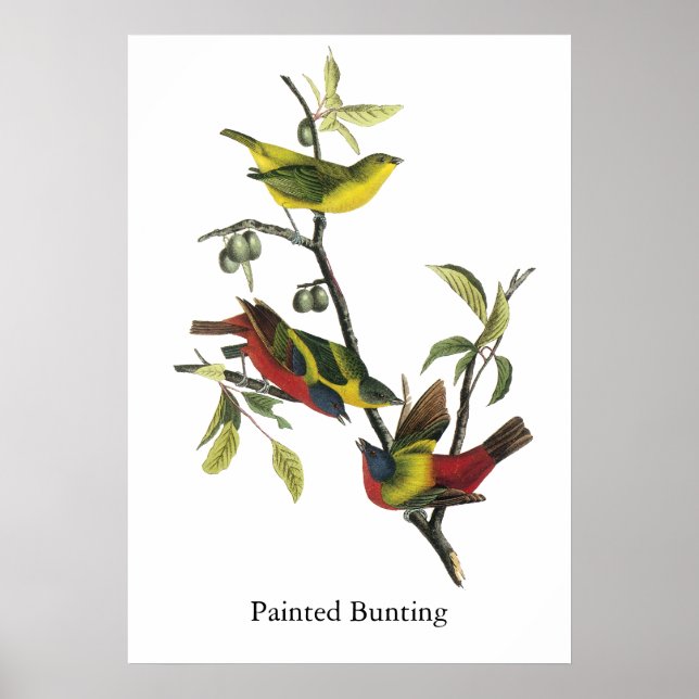 Impresión de Bunting en pintura de John Audubon (Frente)
