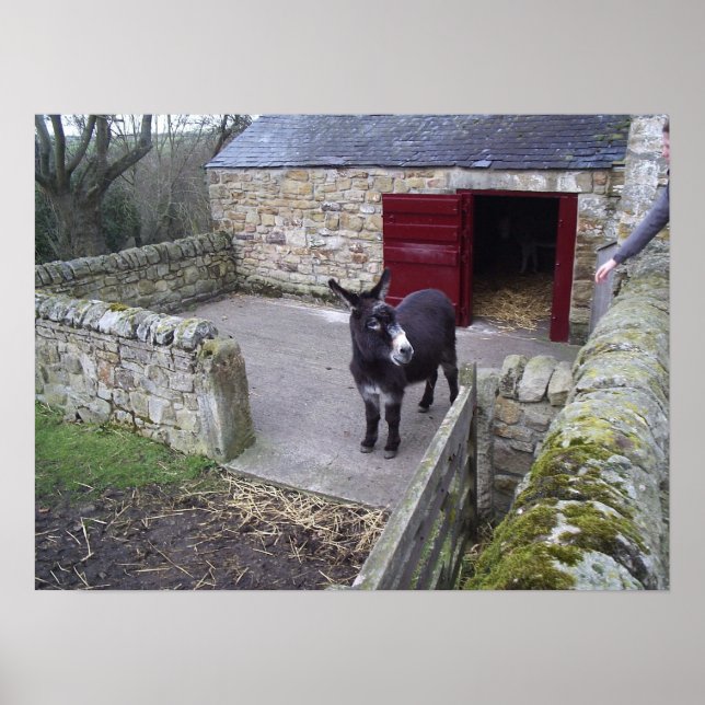 Impresión de burro (Frente)