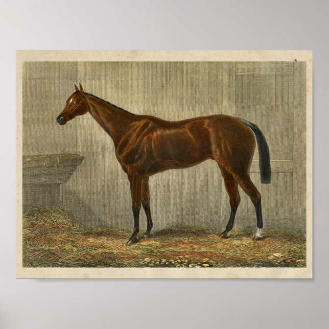 Impresión de caballo vintage 1873 (Frente)
