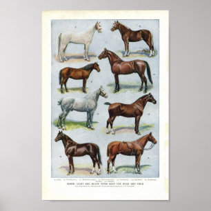 Impresión de caballo vintage 1908