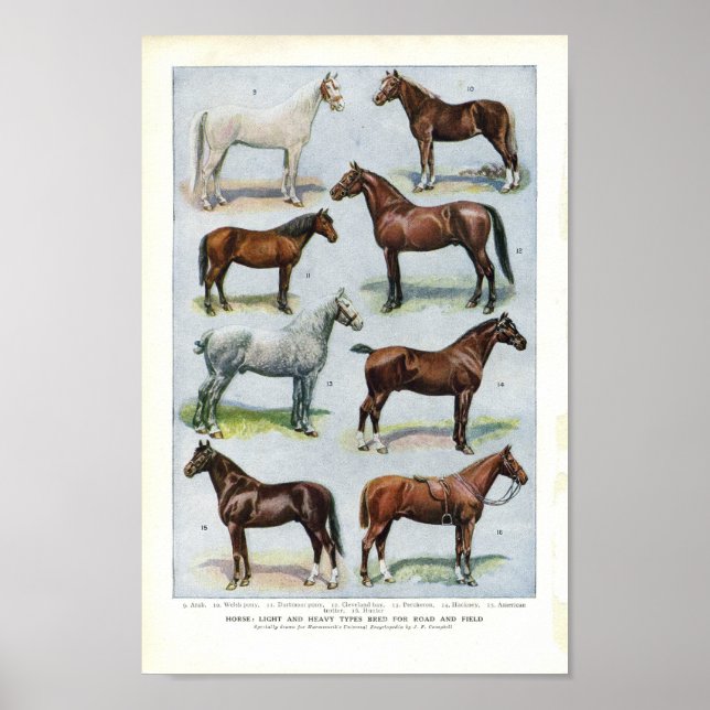 Impresión de caballo vintage 1908 (Frente)
