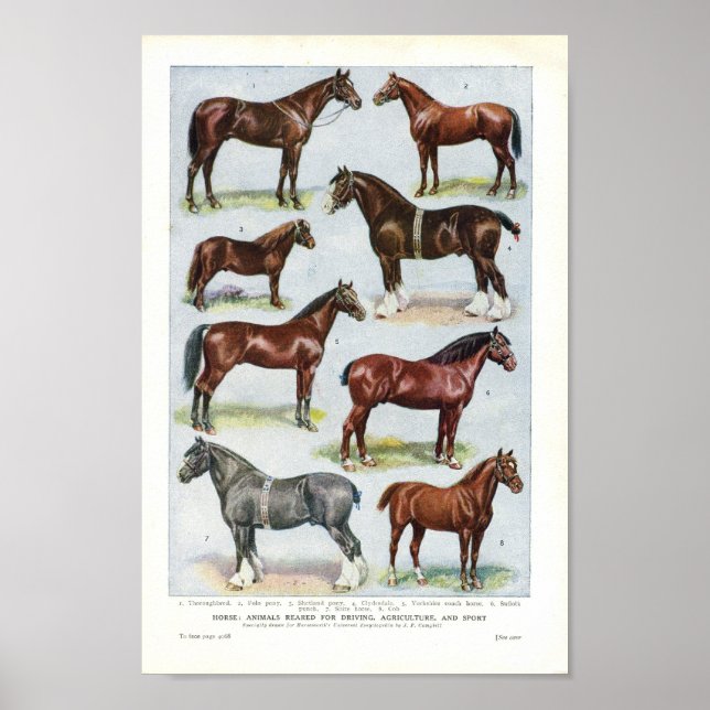 Impresión de caballo vintage 1908 (Frente)