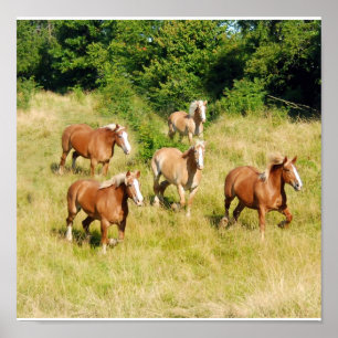 Impresión de Caballos Borradores Antiguos