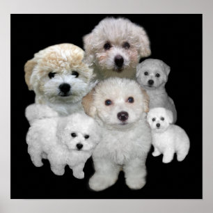 Impresión de cachorros de Bichon Frise