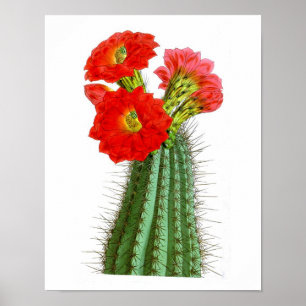 Impresión de Cactus de Flor No2 Historia Natural d