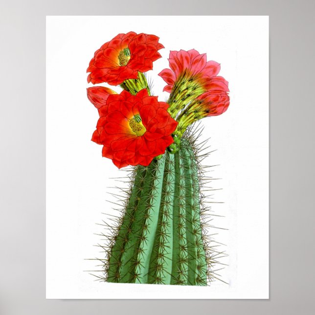 Impresión de Cactus de Flor No2 Historia Natural d (Frente)