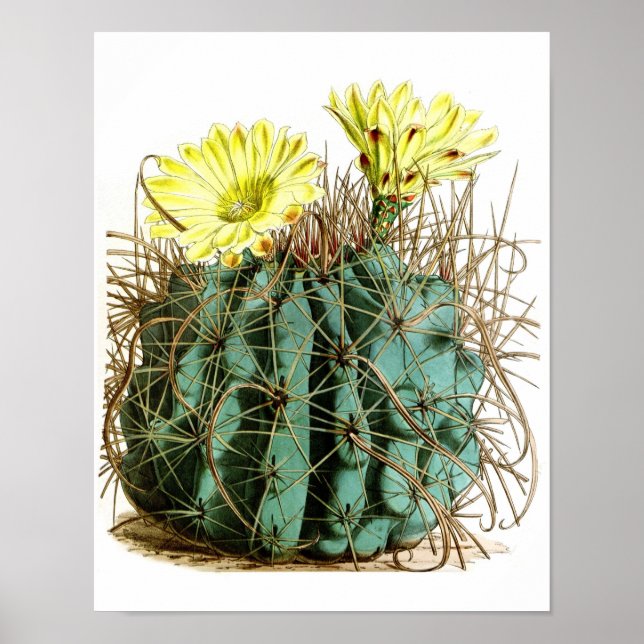 Impresión de Cactus de Flor No5 de Historia Natura (Frente)