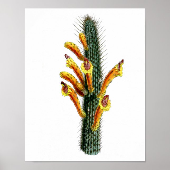 Impresión de Cactus No3 de Flores Historia Natural (Frente)