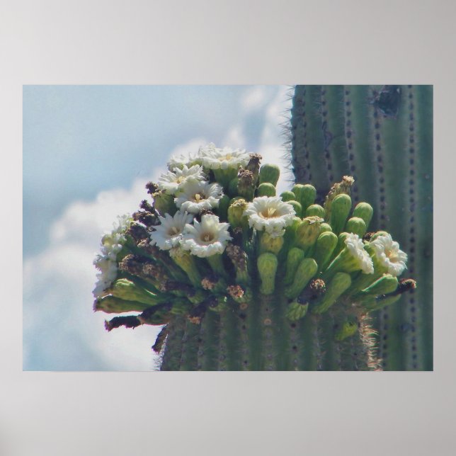Impresión de cactus saguaro en flor (Frente)