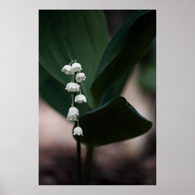 Impresión de campanas dulces (Frente)