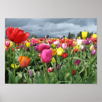 Impresión de campo Tulips