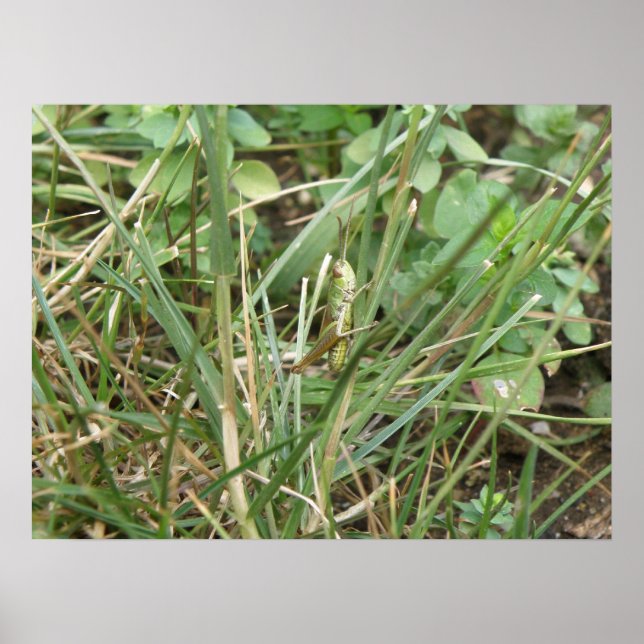 Impresión de camuflaje de Grasshopper (Frente)