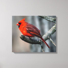 Impresión de canvas cardinales