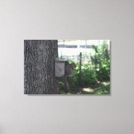 Impresión de canvas de ardillas