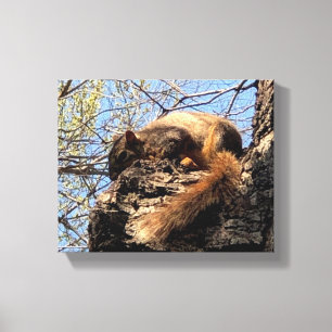 Impresión de canvas de ardillas