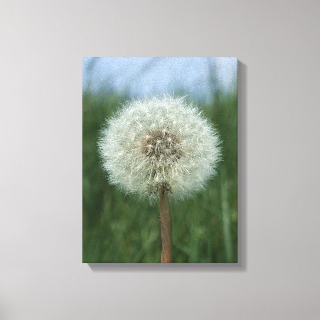 Impresión de canvas de Dandelion (Anverso)