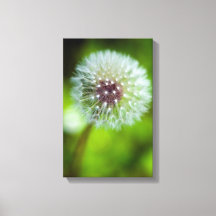 Impresión de canvas de Dandelion