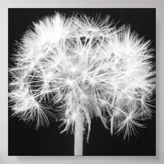 Impresión de canvas de Dandelion