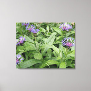 Impresión de canvas de flores de corniflores