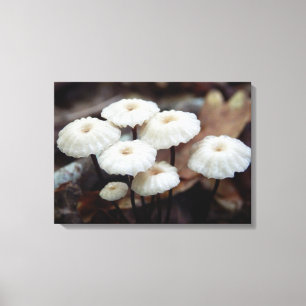 Impresión de canvas de hongos marasmius rotula